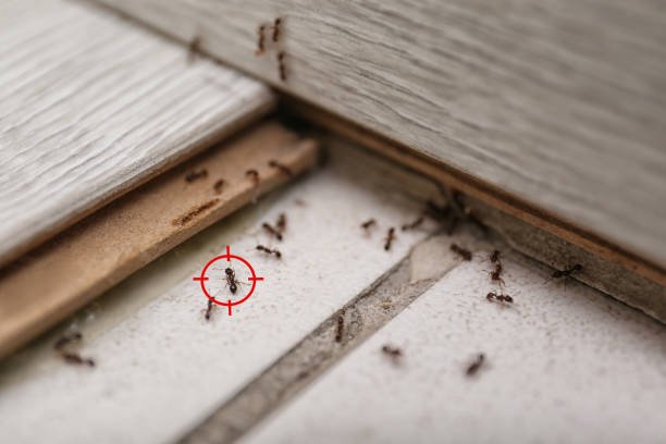 Best Mosquito Control Services  in Mount Repose, OH