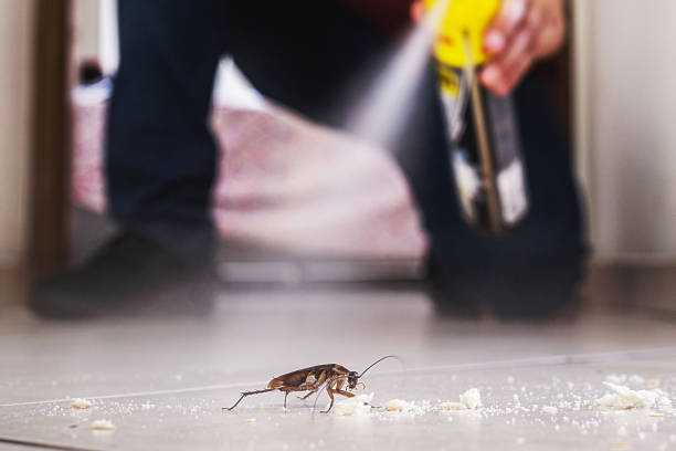 Best Wasp Removal Services  in Mount Repose, OH